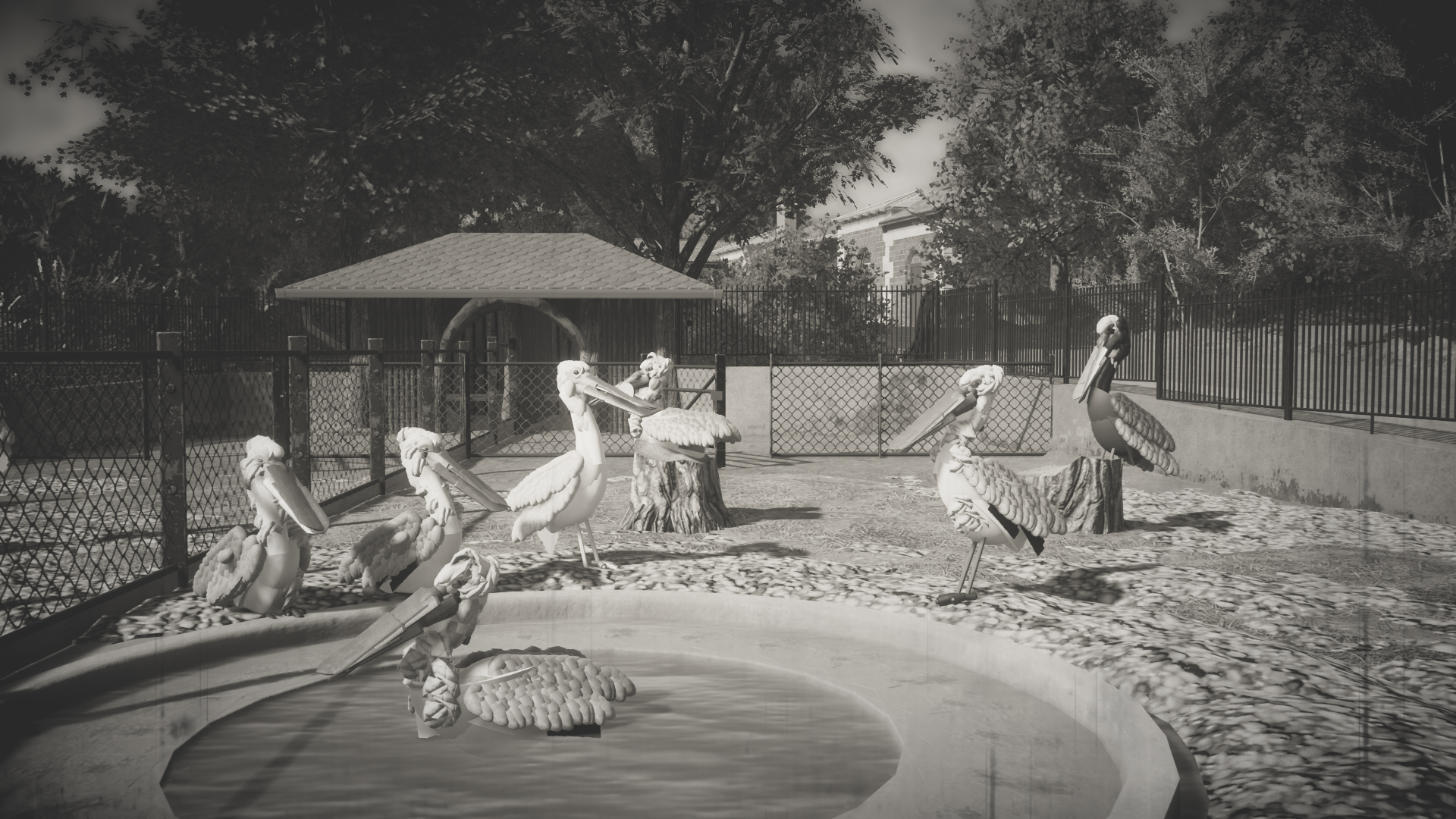 pelicans-enclosure-2-jpg.385951