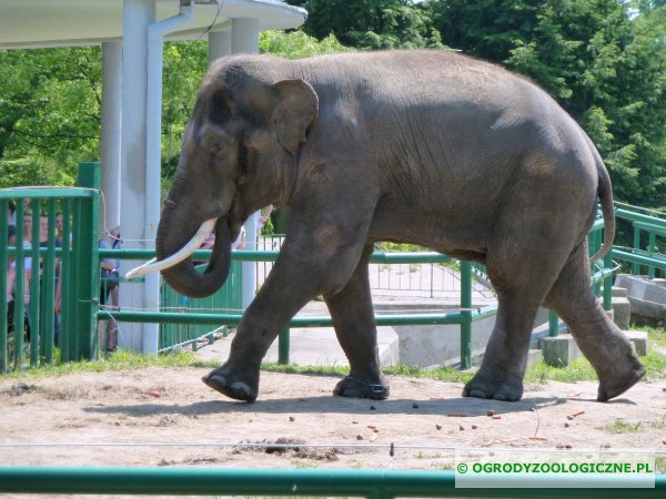 slon-indyjski.jpg