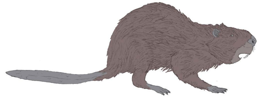 Castoroides_ohioensis_by_Tomozaurus.jpg