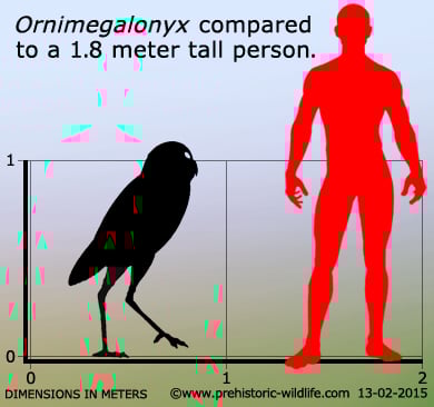ornimegalonyx-size.jpg