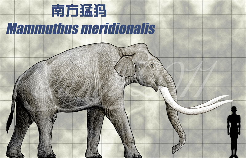 mammuthus_meridionalis_by_sinammonite-d3hl3xi.jpg