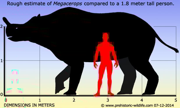 megacerops-size.jpg