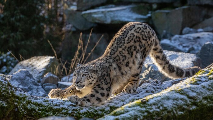 csm_Schneeleopard_f8b6729b4c.jpg
