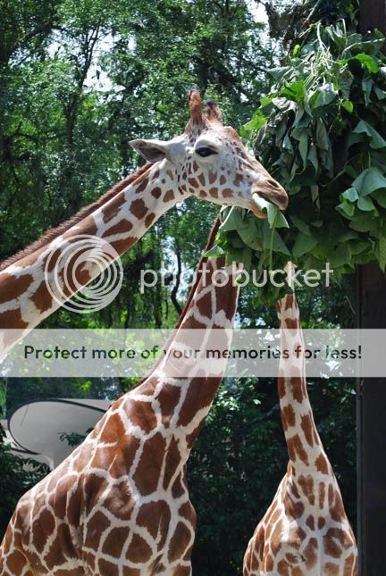 GIRAFFE2_0010.jpg