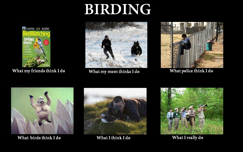 Birders_large.jpg