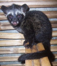asian-palm-civet.jpg