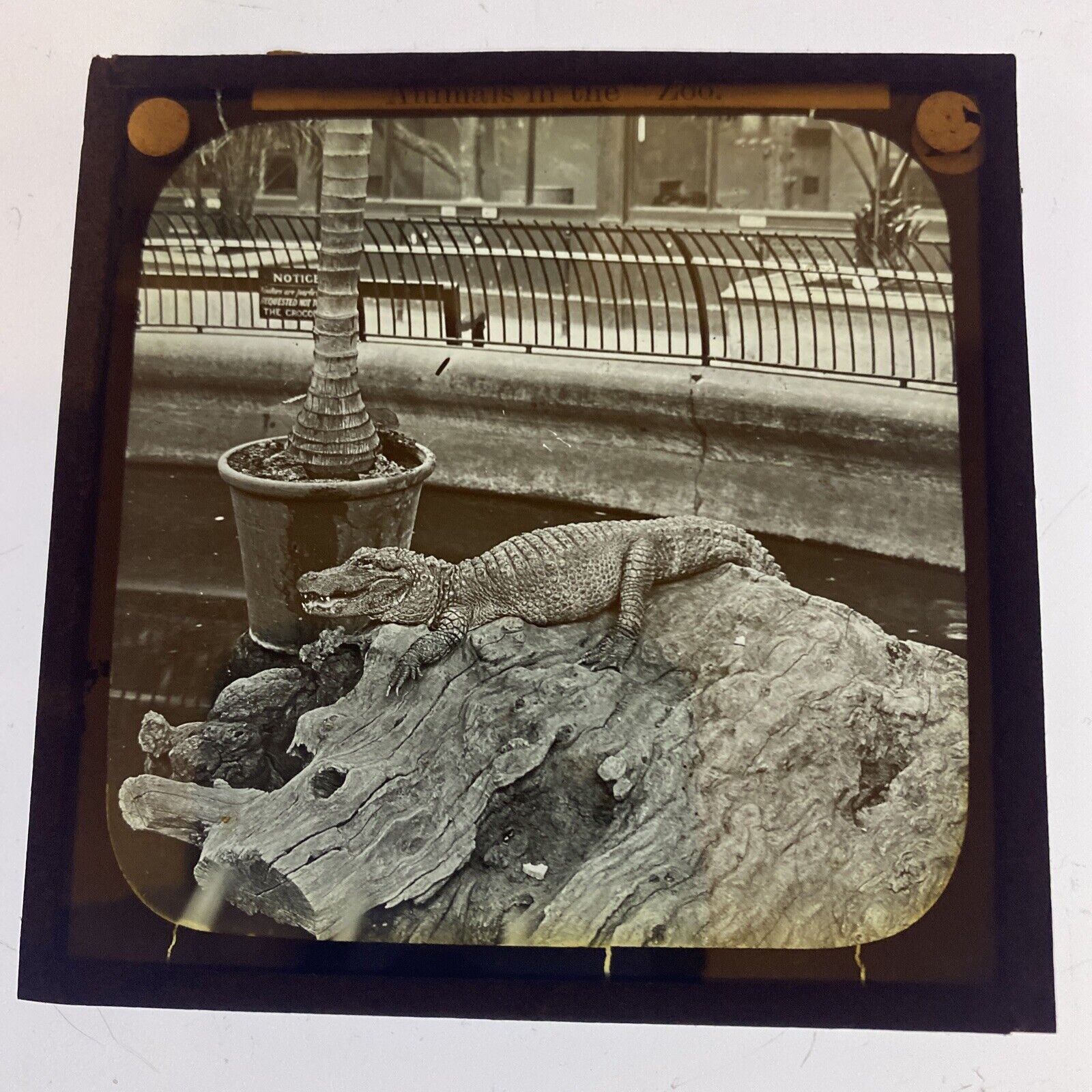 33-reptile-house-6-jpg.374423