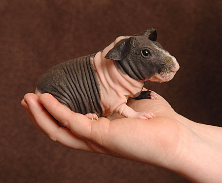 skinnypig_450x371.jpg
