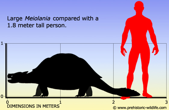 meiolania-size.jpg