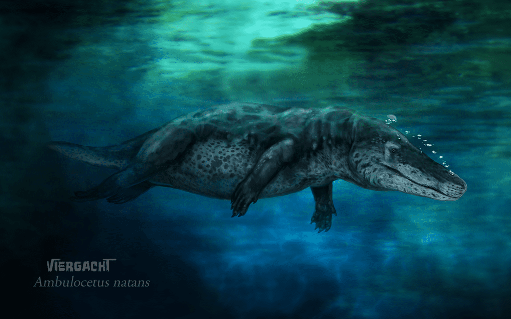 1173_ambulocetus_viergacht.png