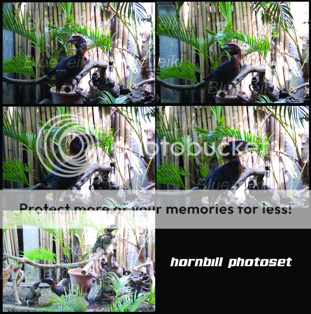 hornbillphotoset.jpg