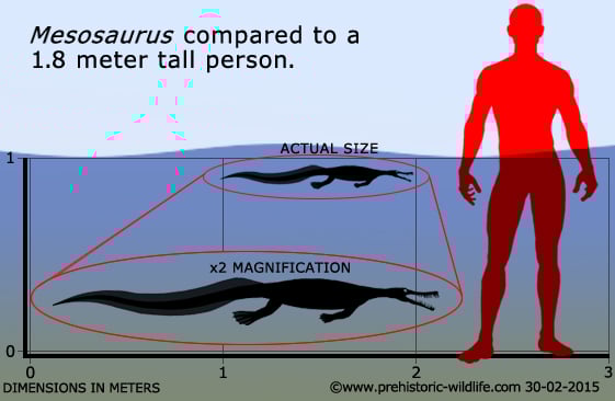 mesosaurus-size.jpg
