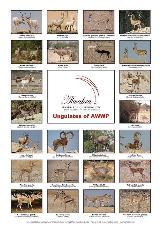Ungulate_Poster_A4.jpg