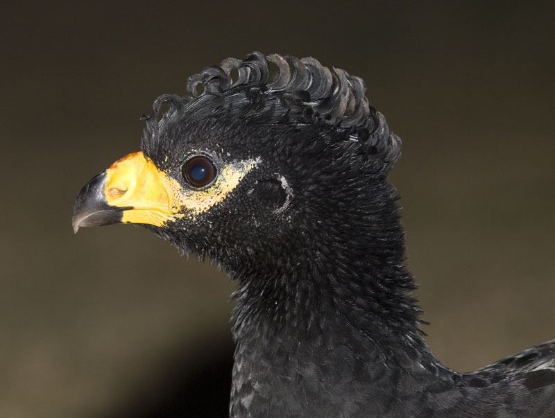 curassow.jpg