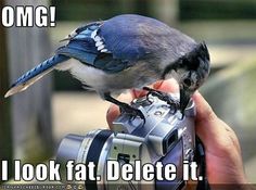 fb88c709517ffdb562e09d2b217ad4f6--blue-jay-cameras.jpg
