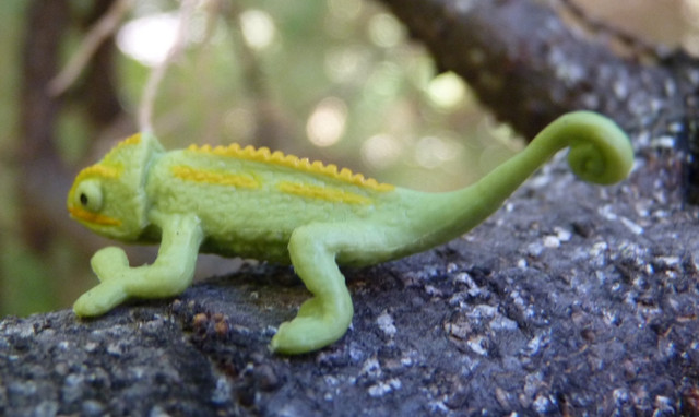 4chameleon1.jpg