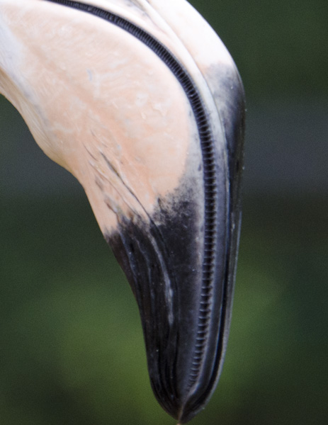 Flamingo%2BBeak.jpg