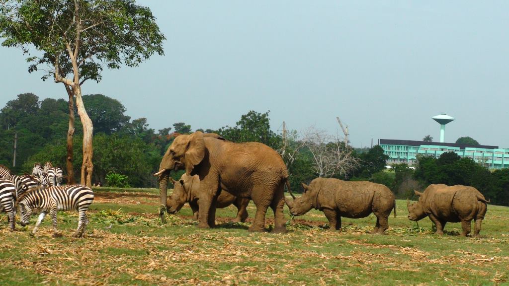 havana-zoo-safarai-bus-elephant.jpg