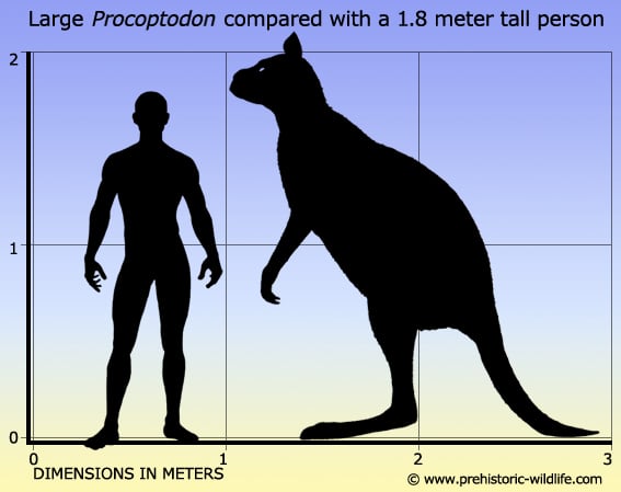procoptodon-size.jpg