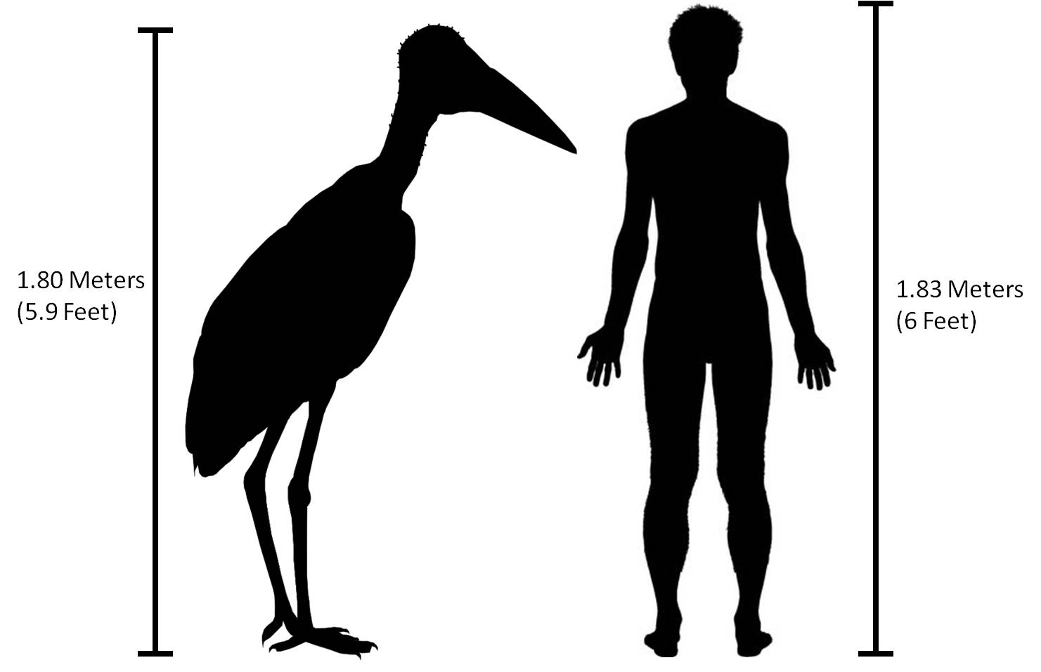 L._robustus_compared_in_size_to_a_human..jpg