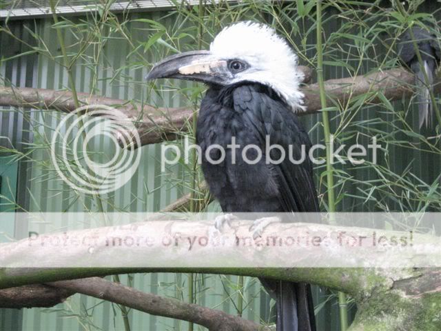 White-crownedhornbill.jpg