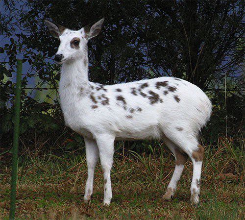 DeerWhiteTailedPiebald01.jpg