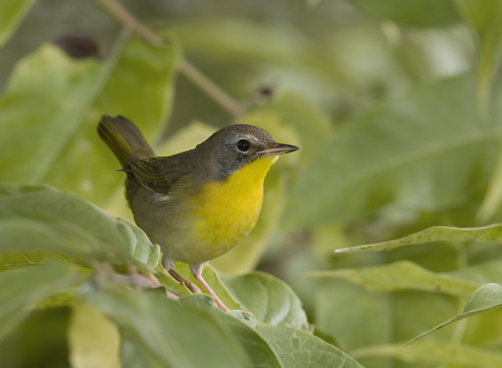 common_yellowthroat_first_fall_20080920_01.jpg