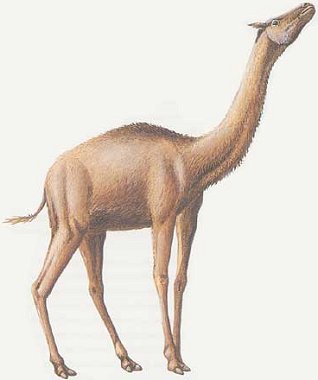 aepycamelus.jpg
