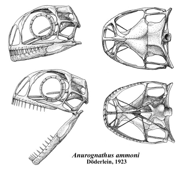 Anurognathus_skull.jpg