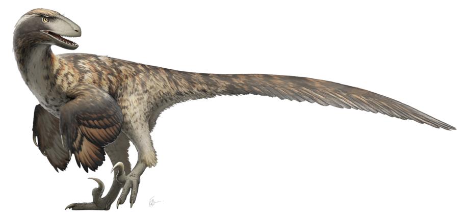 1024px-Deinonychus_Restoration-1.jpg