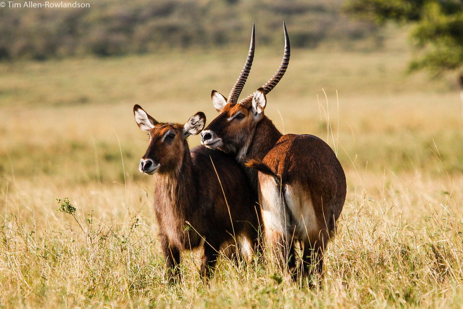 563-1209-Waterbuck-0041-2a.jpg