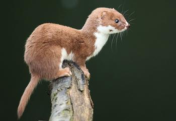 The-Least-Weasel.jpg