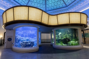 SHEDD.jpg