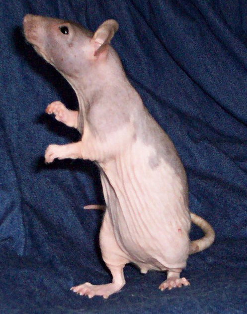 Hairless_rat_Lhassa.jpg