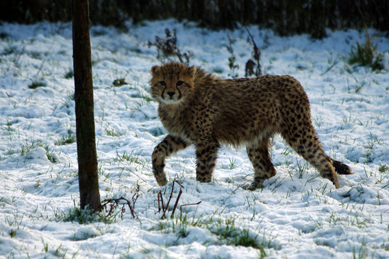 IMGP5963.cheetah.snow.568.jpg