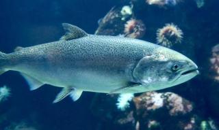 Chinook%20salmon%202.jpg