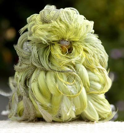 Whipper-The-Feather-Duster-Budgie.jpg