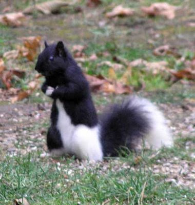 piebald_squirrel.jpg