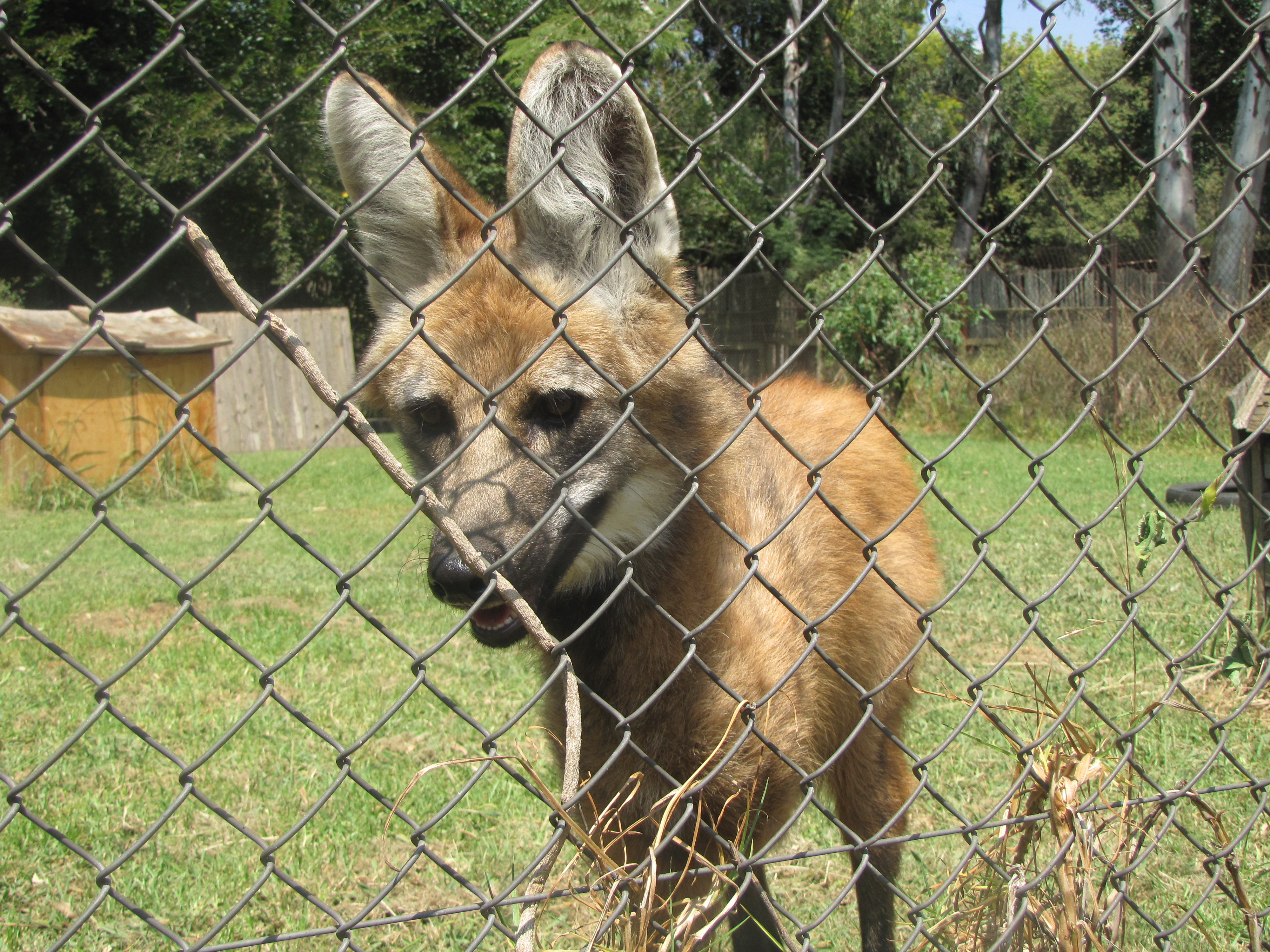 20130322-maned-wolf-at-pretoria-zoo.jpg