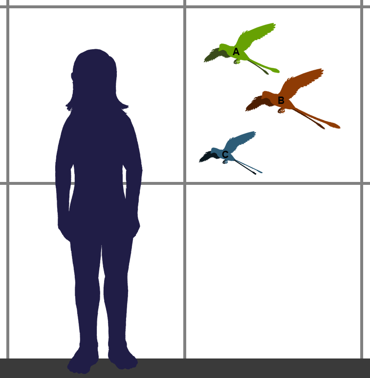 Confuciusornithidae_sizes.png