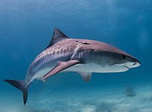 220px-Tiger_shark.jpg