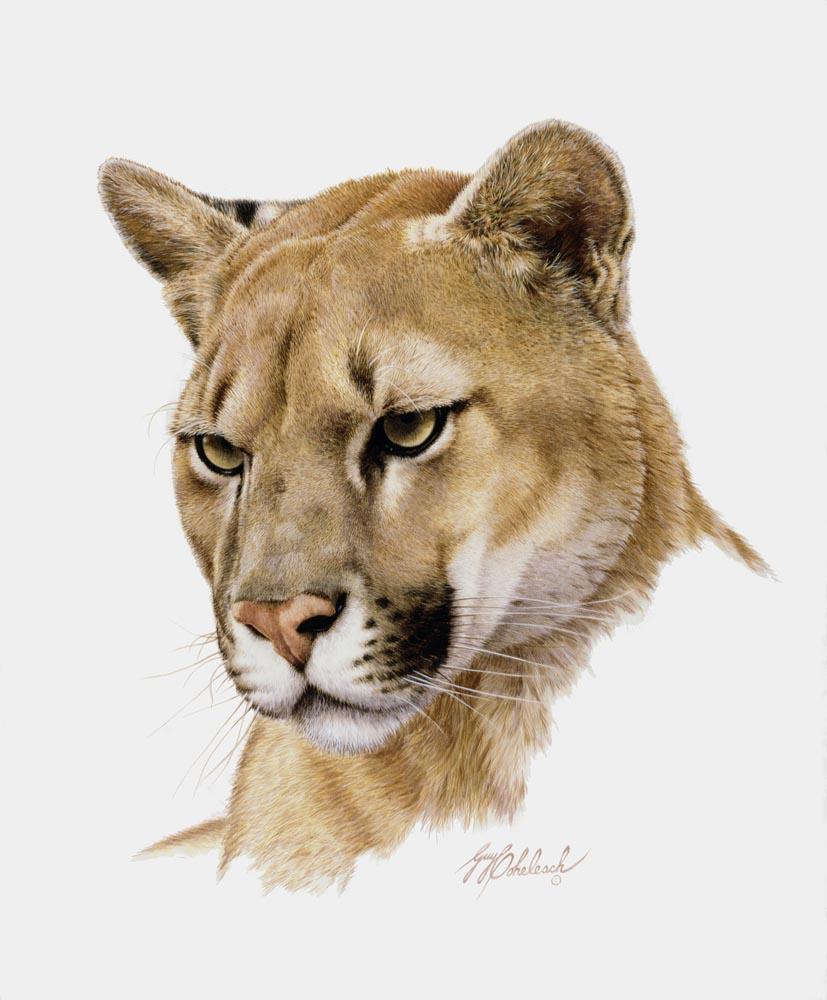 WesternPumaHead-Portraits-1.jpg