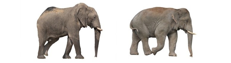 elephant-species.jpg
