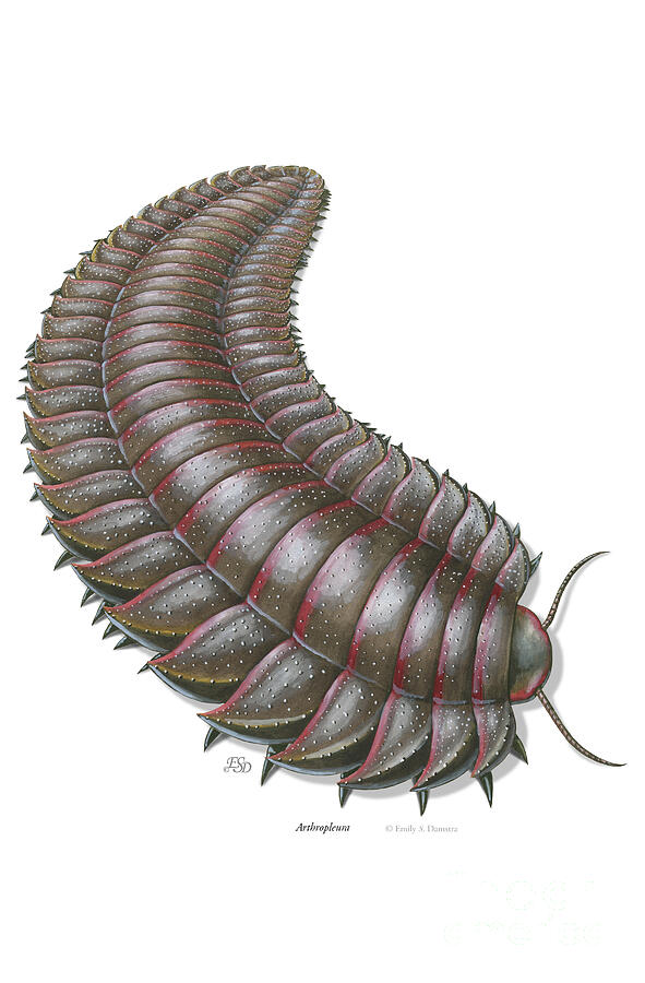 arthropleura-emily-damstra.jpg