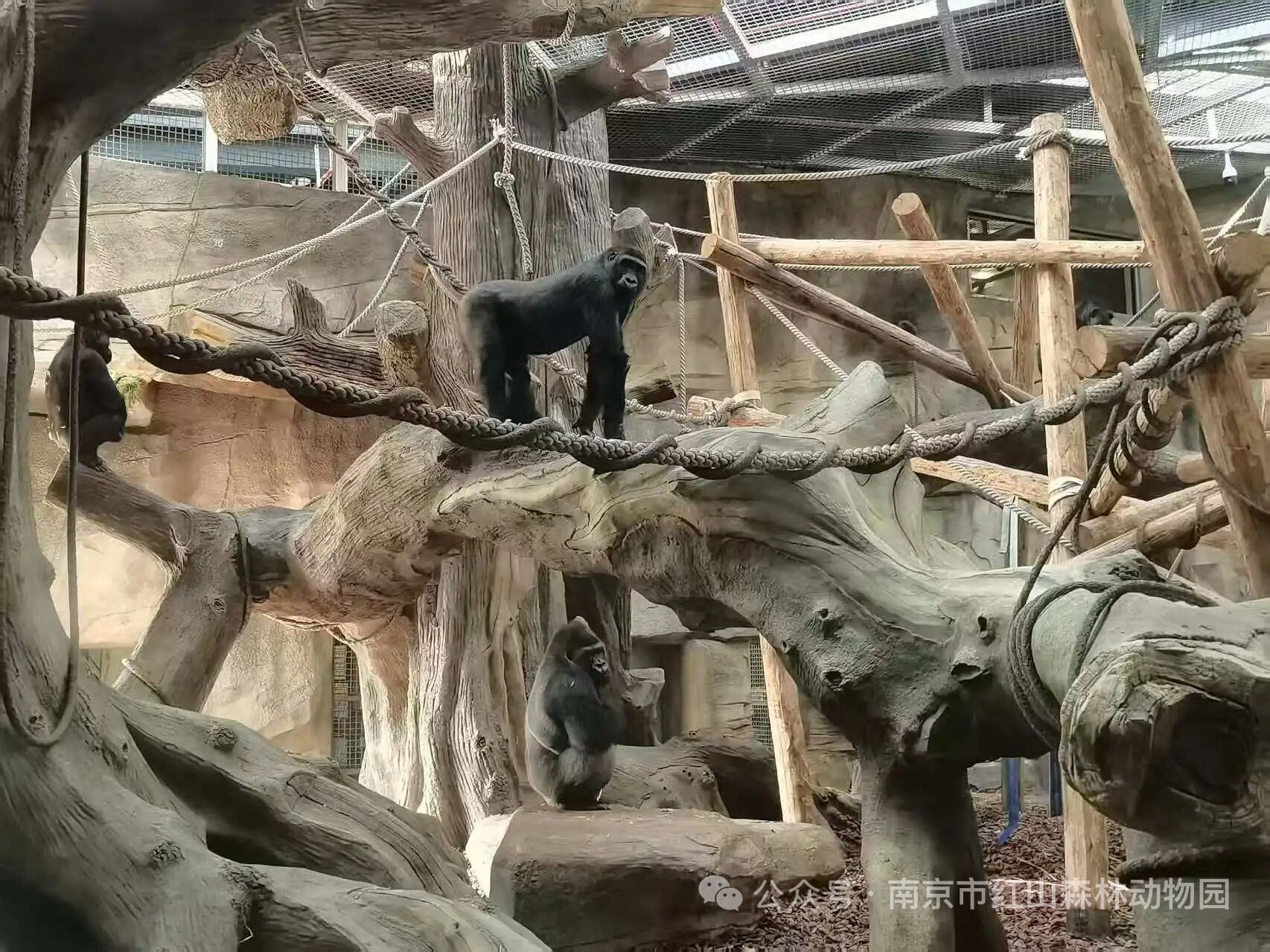 %E5%A4%A7%E7%8C%A9%E7%8C%A9