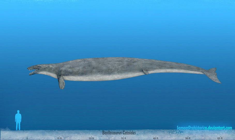 1166_basilosaurus_sameerprehistorica.jpg