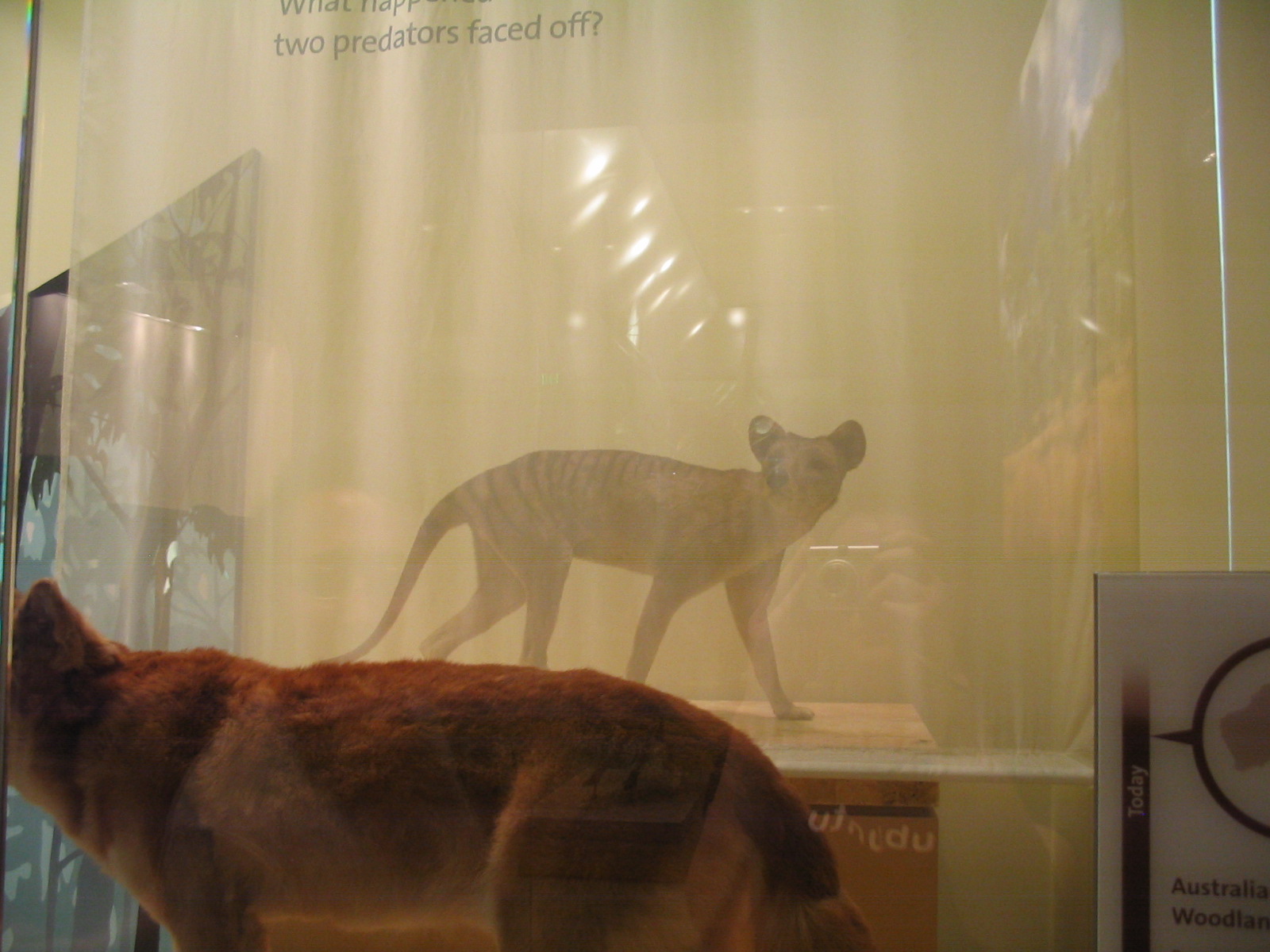 thylacine.jpg