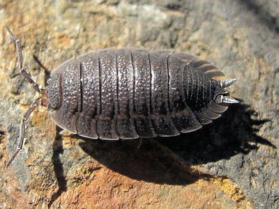 Porcellio%20scaber%20(3).jpg