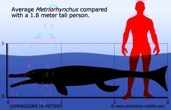 metriorhynchus-size.jpg