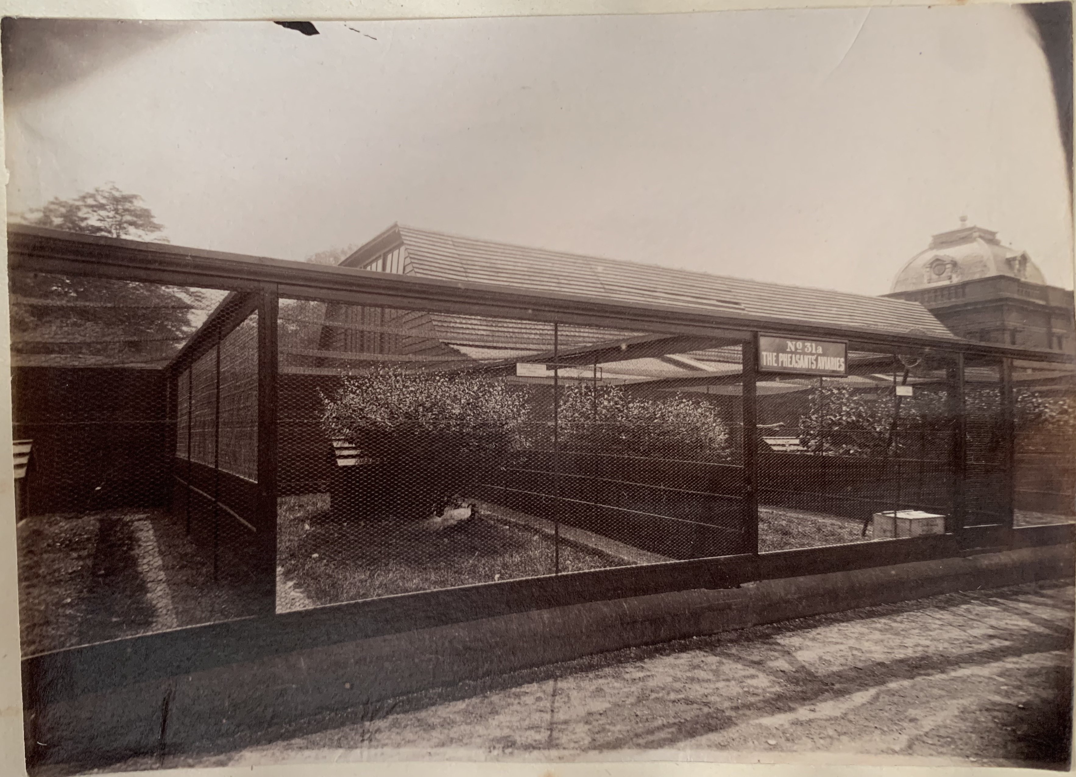 31-eastern-pheasantry-9-jpg.422102